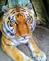 Wic - Tiger