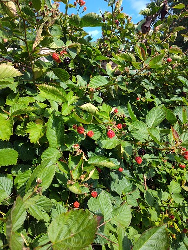 blackberry bush