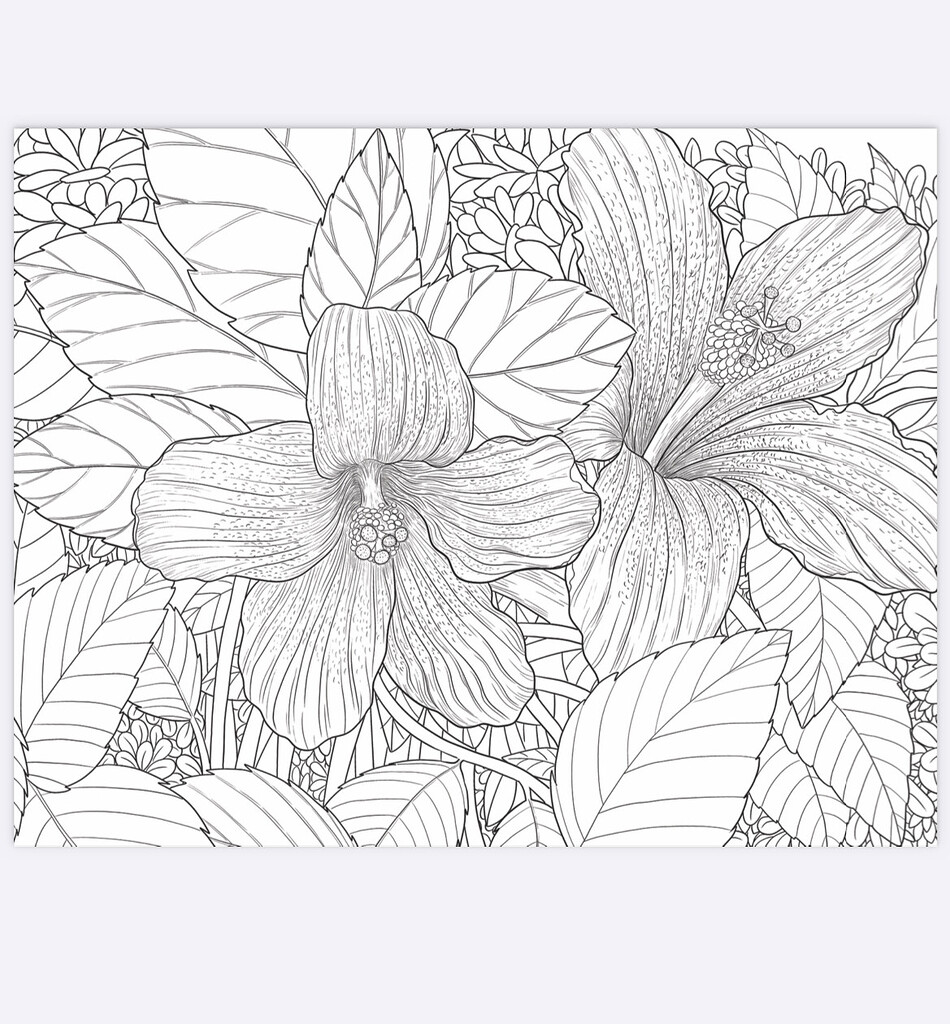 Hibiscus 🌺 Coloring Page - General Discussion - The Spells8 Forum