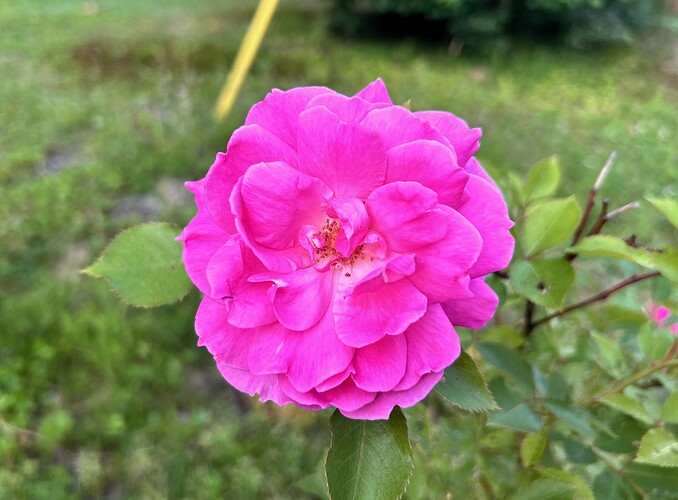 image4 (1)