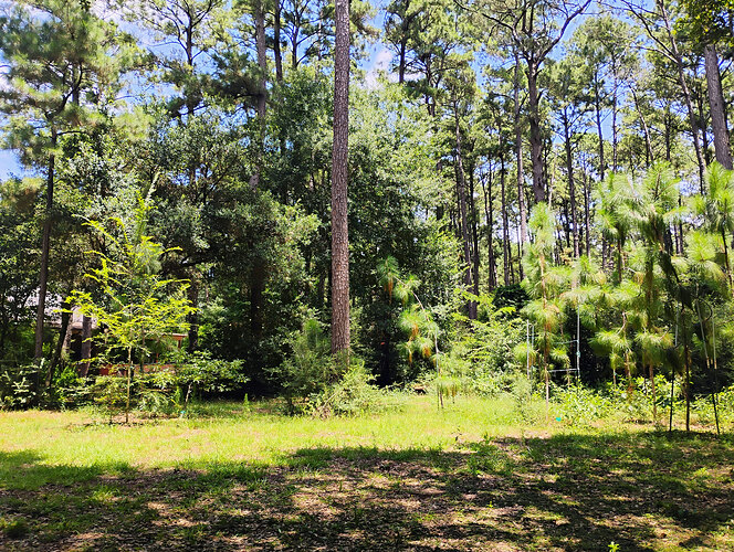 IMG_20250720_133111416_HDR_AE