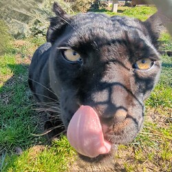 Violet - black leopard