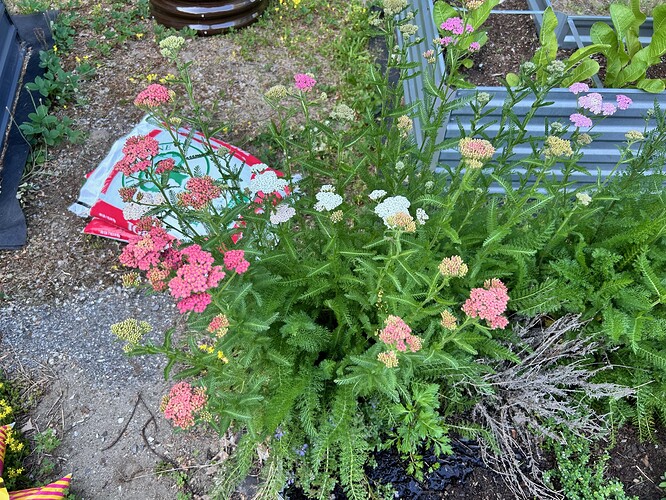 image6