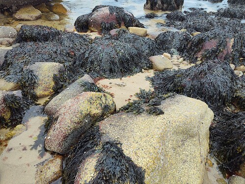 seaweed on the beach - bry wisteria