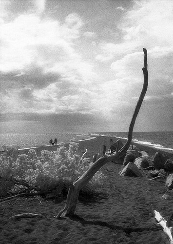 Point Pelee cropped, resized