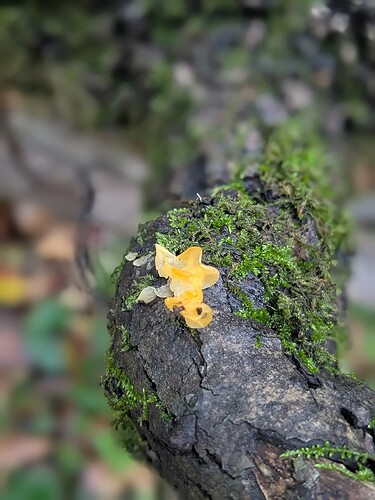 PXL_20251027_135624788.PORTRAIT~2