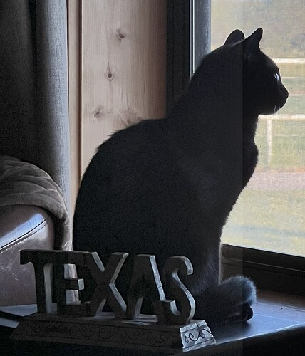 Loki looking out window.