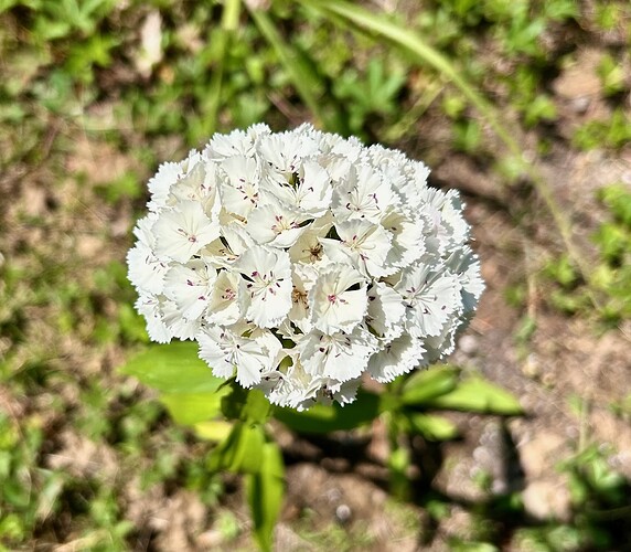 image2 (1)