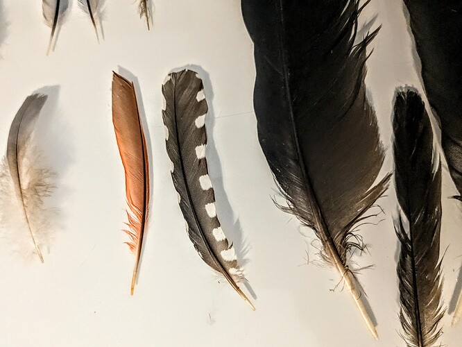 Norther Cardinal, Woodpecker, crow