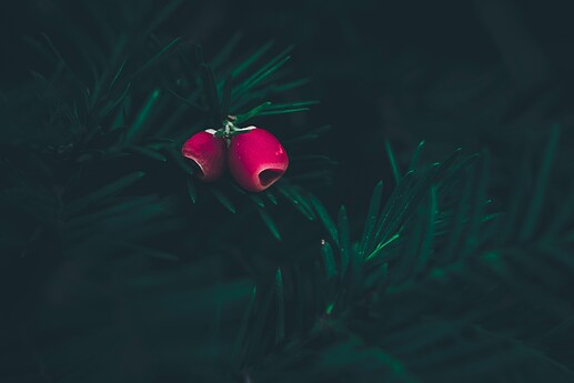 a couple of red fruits on an English yew tree