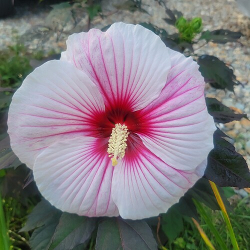 Hibiscus 08162022