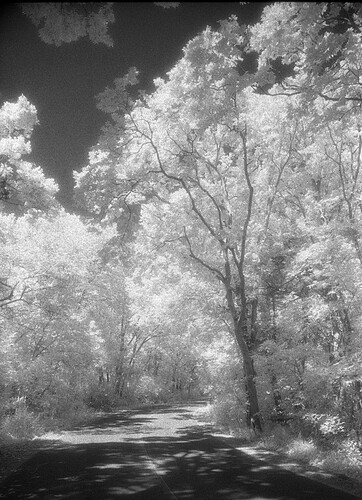 Pelee Point curving drive