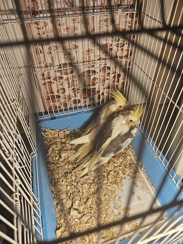 17336441698143979176552789075410