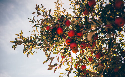 apples in witchcraft