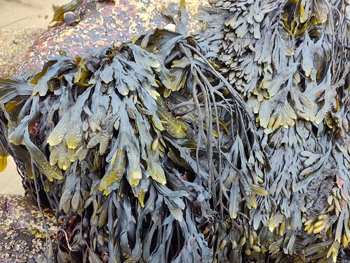 seaweed on the beach - bry wisteria