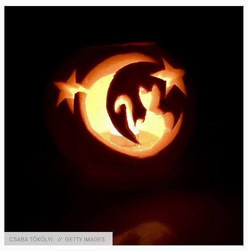 Pumpkin cat