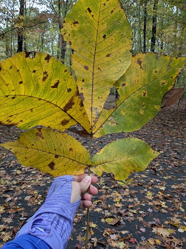 PXL_20251029_163318245