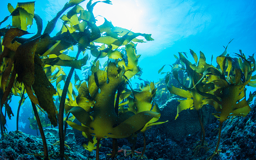 seaweed underwater