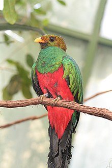 220px-Golden-headed_Quetzal